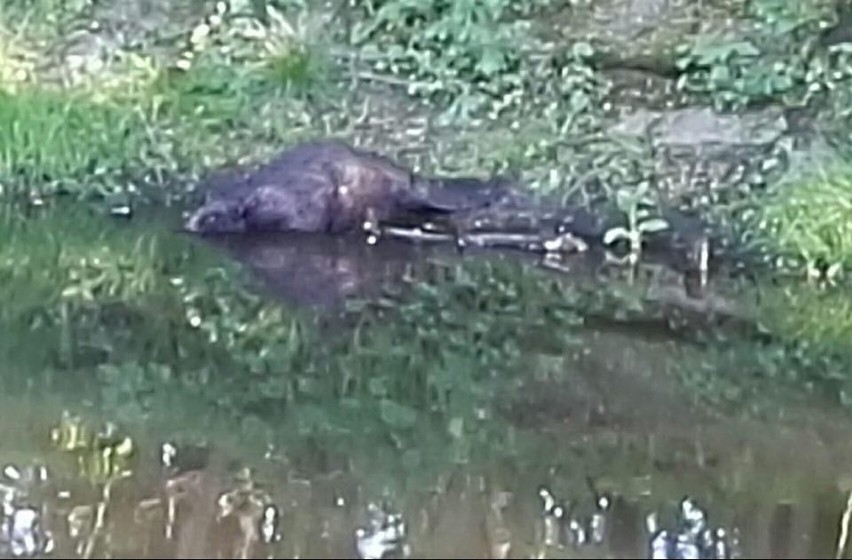 Bobry zadomowiły się na Wyspie Młyńskiej w Słupsku [ZDJĘCIA, WIDEO]