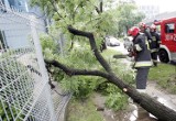 Gmina Wejherowo. Martwe drzewa zagrażają kierowcom. Biurokratyczne przepisy - też!