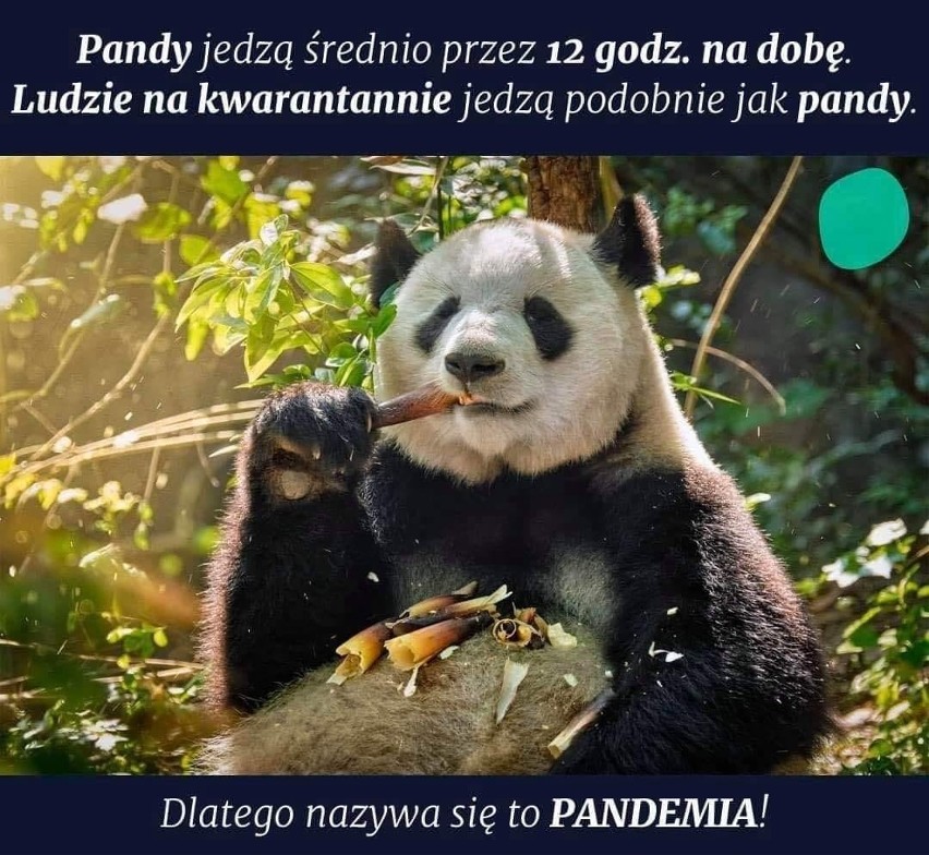 Śmieszne memy ze zwierzętami w roli głównej komentują...