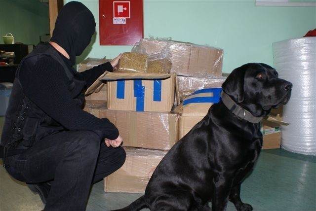  Labrador pomógł celnikom odnaleźć tytoń bez akcyzy.