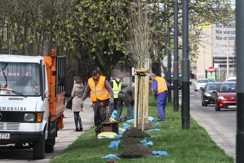 Rozpoczęło się sadzenie drzew przy ulicach Łodzi [ZDJĘCIA]