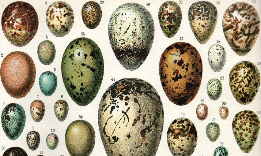 Barwne kompozycje ptasich jaj mają pomóc w ukryciu ich w...