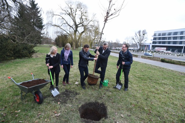 Politycy PO zasadzili w Toruniu 3 drzewa. To symboliczna odpowiedź na tzw. Lex Szyszko, którego efektem jest masowa wycinka.21 marca - w pierwszy Dzień Wiosny i Międzynarodowy Dzień Lasów Platforma Obywatelska zainicjowała ogólnopolską akcję #DrzewoPlus.- To jest wyraz sprzeciwu wobec tego, czego jesteśmy świadkami praktycznie już od 3 miesięcy. Na terenie Polski wycięto już ponad 1,5 miliona drzew - mówi Arkadiusz Myrcha, poseł PO. - To jest konsekwencja fatalnej ustawy przyjętej przez PiS w sali kolumnowej 16 grudnia 2016 roku, kiedy PiS uciekło z sali plenarnej. Widać, że potajemnie chcieli przyjmować także tego typu ustawy, które pozwoliły, żeby na terenie Polski zniknęło tak dużo cennych drzew. Dziś w Dolinie Marzeń w centrum Torunia politycy zasadzili trzy młode drzewa - lipę i dwa platany. Działanie miało być także inspiracją dla mieszkańców, nie tylko naszego miasta, by włączyli się w rozpoczętą akcję.  - Chcemy pokazać, że każdy obywatel może w swoim otoczeniu zasadzić drzewo. Urząd Miasta w Toruniu jest bardzo przychylny takim inicjatywom. Trzeba tylko uzyskać odpowiednią zgodę -  dodaje Myrcha. Warto dodać, że politycy PO podjęli także inne działania - złożyli wniosek o odwołanie ministra Jana Szyszki. Skrytykowali w nim grudniową nowelizację ustawy, która umożliwiła prywatnym właścicielom wycinkę drzew - bez zezwoleń - na swoim terenie. 