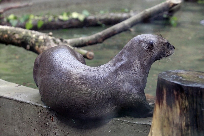 Karmienie wydr i warsztaty ornitologiczne w łódzkim zoo