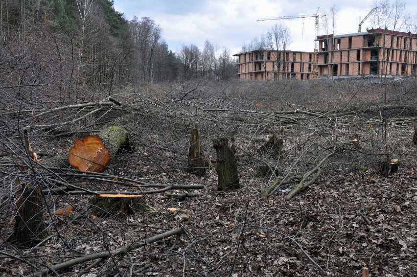 Wycinka w Lesie Borkowskim