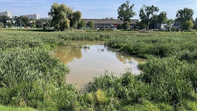 Skażone na początku września Jeziorko Słoneczne na szczecińskich Gumieńcach będzie oczyszczone.