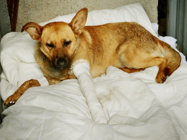 Młody, rudy pies wielkości owczarka niemieckiego szuka swojego właściciela.