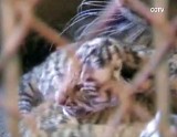 W chińskim zoo przyszły na świat cztery tygrysy syberyjskie (wideo)