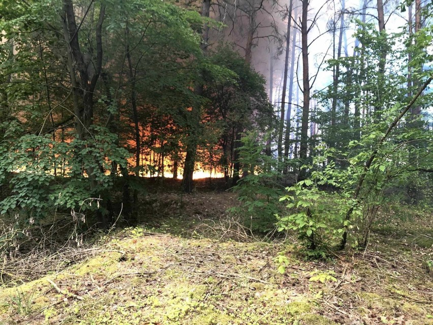 Pożary lasów i nieużytków w powiecie ostrołęckim. Tylko jednego dnia doszło do czterech pożarów. 11.07.2023