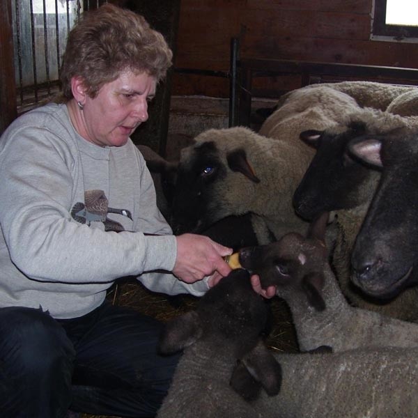 Renata Kozdęba w swojej owczarni. - Lubię patrzeć jak owieczki jedzą, jak przeżuwają, a najmłodsze cyckają mleko -mówi.