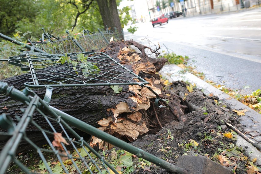 Orkan Ksawery w Krakowie. Wielkie sprzątanie na Plantach [ZDJĘCIA]