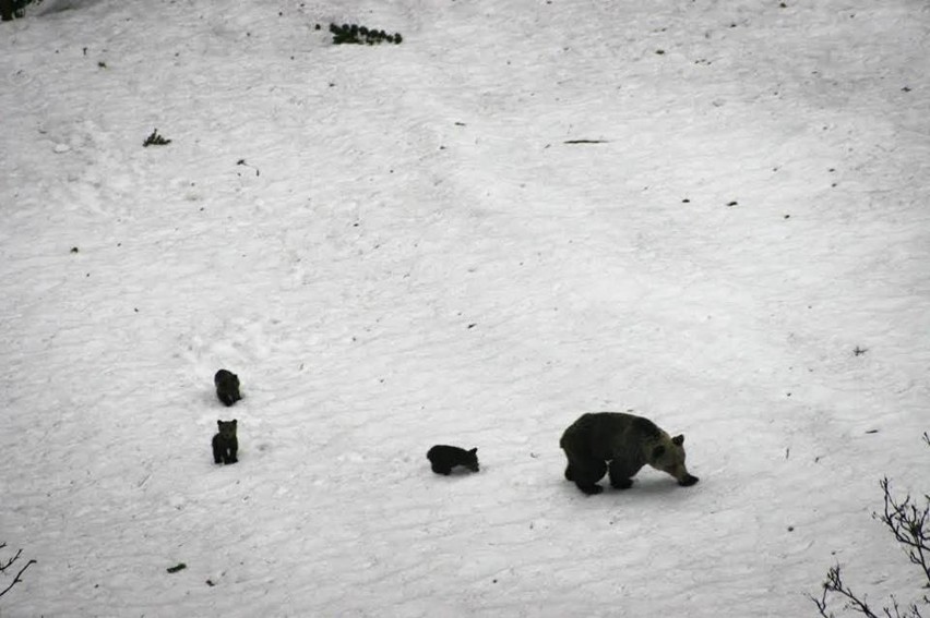 Tatry. Wiosna w pełni! Po górach buszują już małe niedźwiadki! [MAMY ZDJĘCIA]