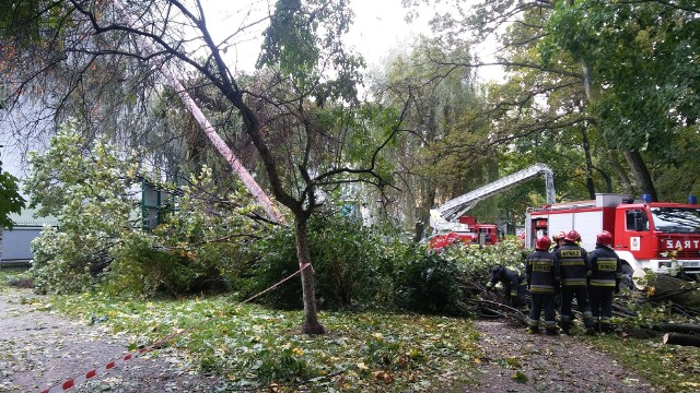 Park żywiecki został zniszczony przez orkan Ksawery nawet w 1/5