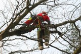 Mistrzem wspinania się na drzewa w Dolinie Charlotty został Niemiec (zdjęcia)