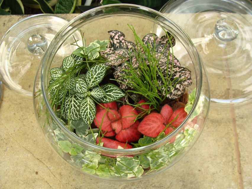 Pielęgnacja szklanego ogródka polega głównie na podlewaniu...