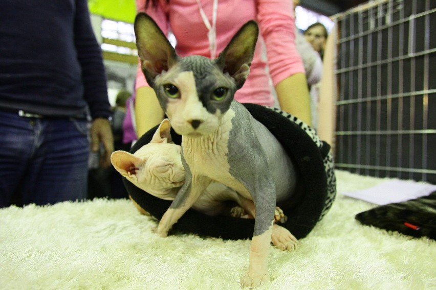 Międzynarodowa Wystawa Kotów. Popularne maine coony i rzadki bengal [zdjęcia]