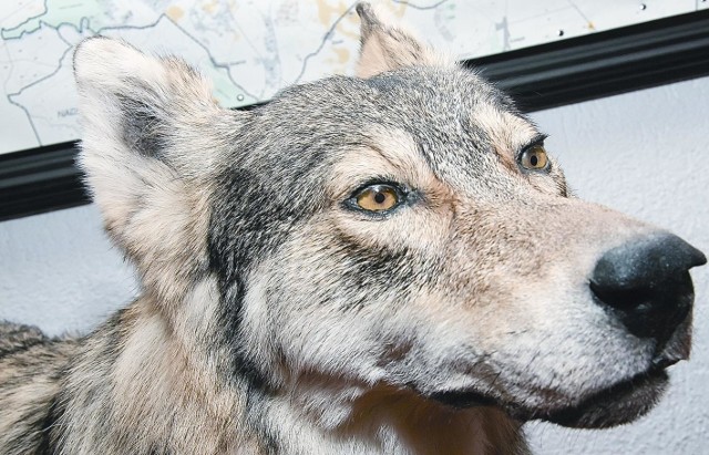 Wilk (łac. Canis lupus) - ssaki z rodziny psowatych, rząd drapieżne. Zamieszkują lasy, tereny bagienne, równiny i góry. Ich stada, tzw. watahy, liczą zazwyczaj od kilku do 20 sztuk, zajmowane przez nie terytorium wynosi od 100 do 300 km. kw. Polują na ssaki kopytne - jelenie, sarny i dziki, odżywiają się także padliną i rybami. Zdarza im się atakować zwierzęta hodowlane. W naszej kulturze uchodzą za wcielenie zła, budzą grozę i strach. Z drugiej jednak strony, symbolizują niezależność, siłę i wytrwałość.