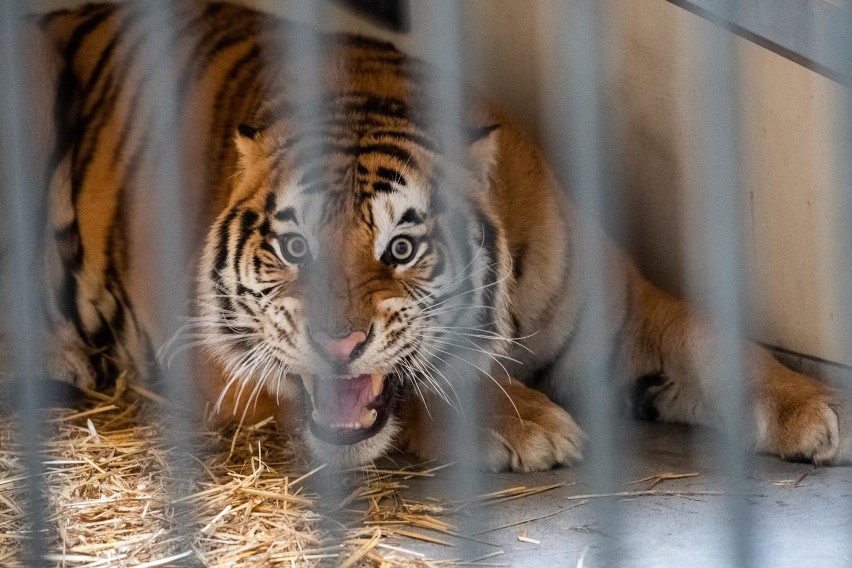 Zoo w Poznaniu przyjęło tygrysy, które przechwycono na...