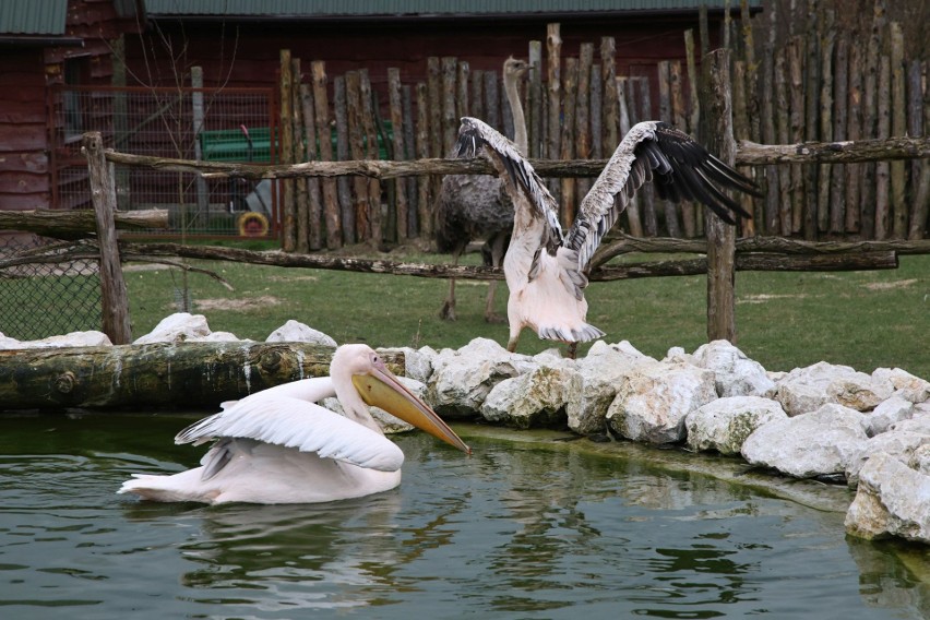 Wyjątkowe zwierzęta w Zoo "Leśne Zacisze" w Lisowie. Ogród będzie otwarty również w Wielkanoc. Zobaczcie, dlaczego warto się tu wybrać