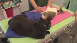 Kot pielęgniarz słynny na całym świecie. Miliony fanów (wideo)
