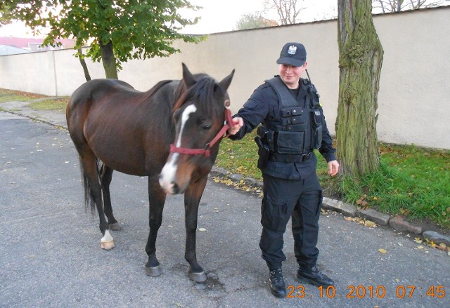 Bezpański koń trafił w ręce policji