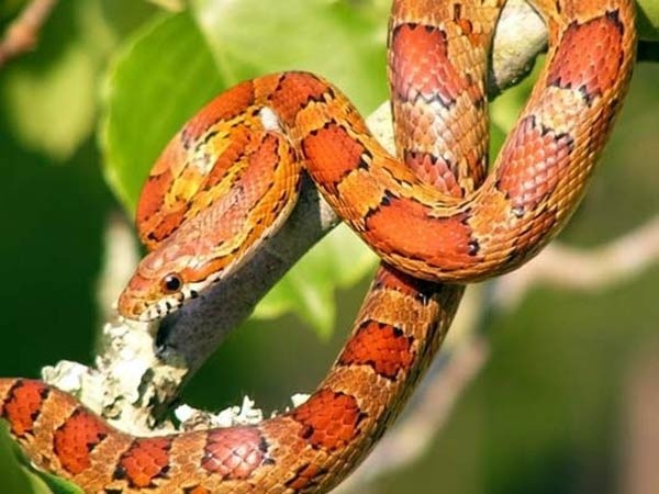 Ten typ węża charakteryzuje się pomarańczowym ubar-wieniem.