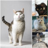 Koty z bydgoskiego schroniska czekają na adopcję. Poznajcie te słodkie kociaki! [zdjęcia]
