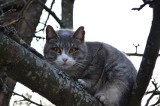 Wodzisław Śl. Strażacy uratowali kota, który utknął na drzewie. Najpierw musieli dostać się na wysepkę. Jak kot znalazł się na środku stawu?