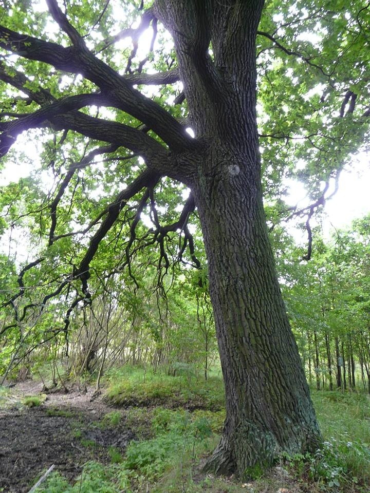 Potężny dąb. Najgrubszy w lesie ma 411 cm obwodu pnia