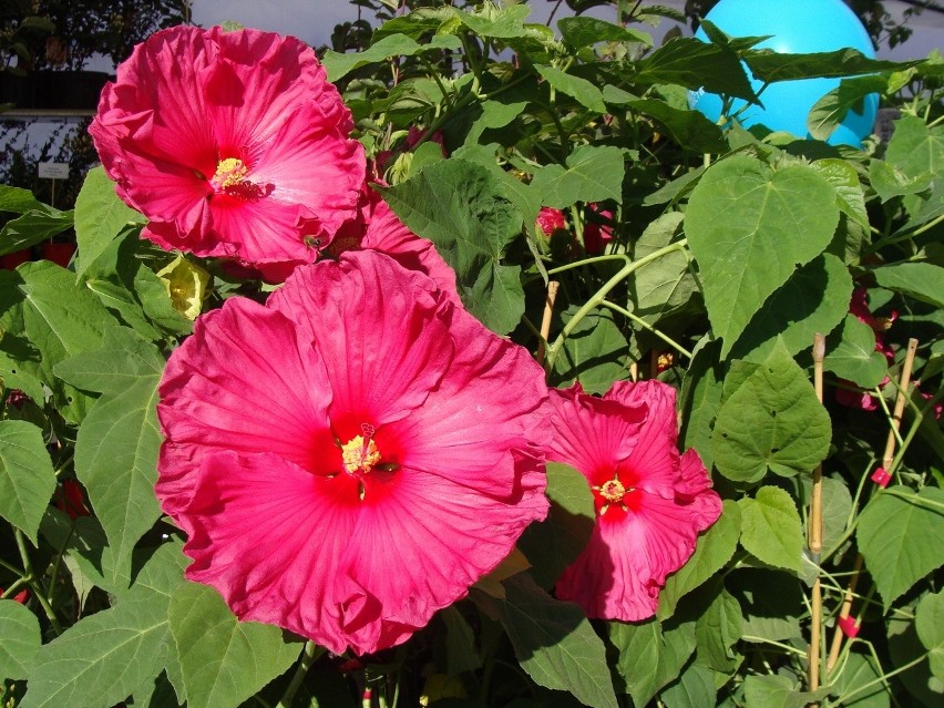 Ketmie, czyli hibiskusy pięknie kwitną. Mają jednak gatunki...