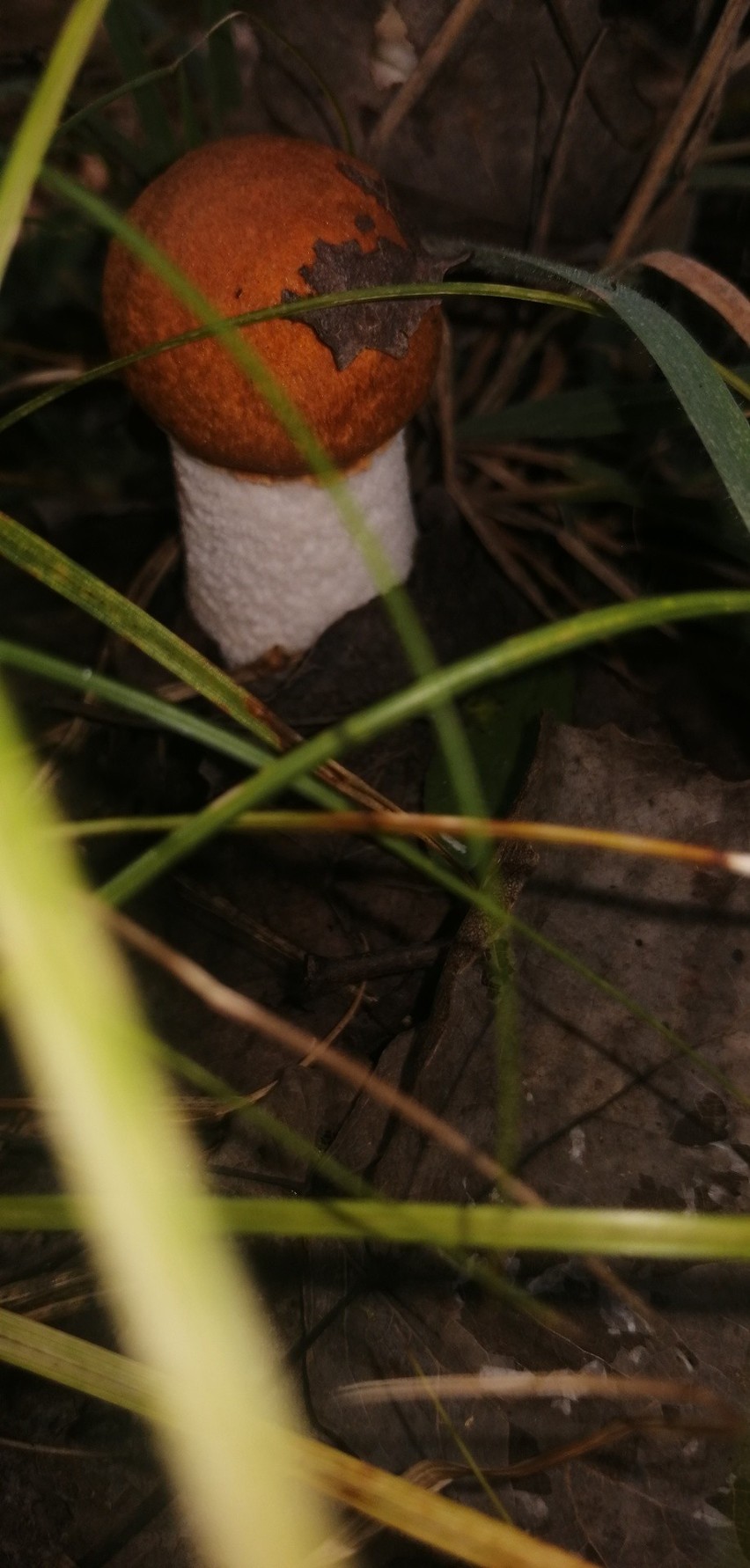 Wysyp grzybów w lubelskich lasach. Nasi Czytelnicy chwalą się swoimi zbiorami