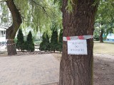 Drzewa przy ul. Nowogródzkiej zostały wycięte. Na zlecenie Białostockiej Spółdzielni Mieszkaniowej. Zgodę wydało miasto
