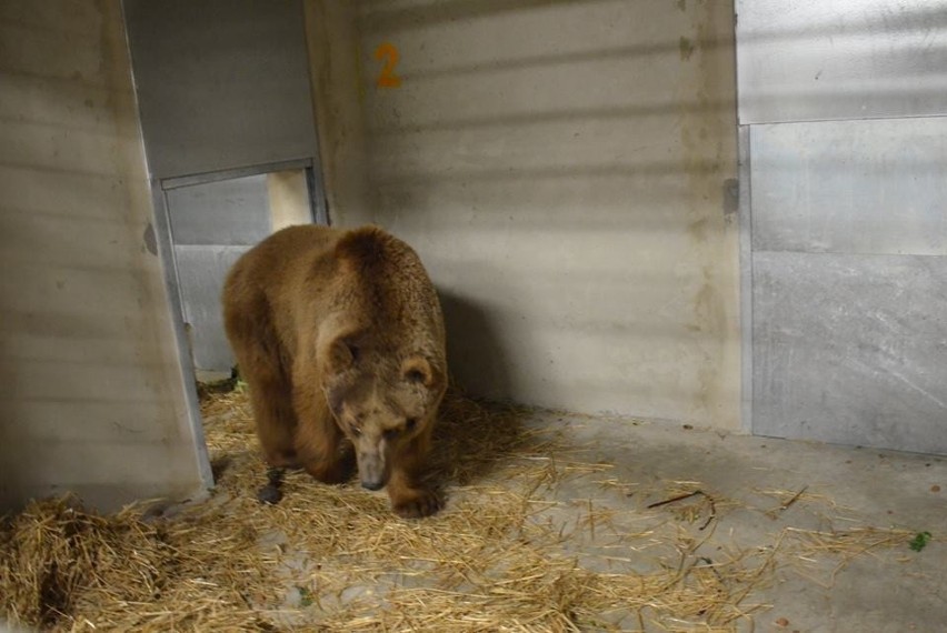 Okaleczony niedźwiedź jest już w poznańskim zoo