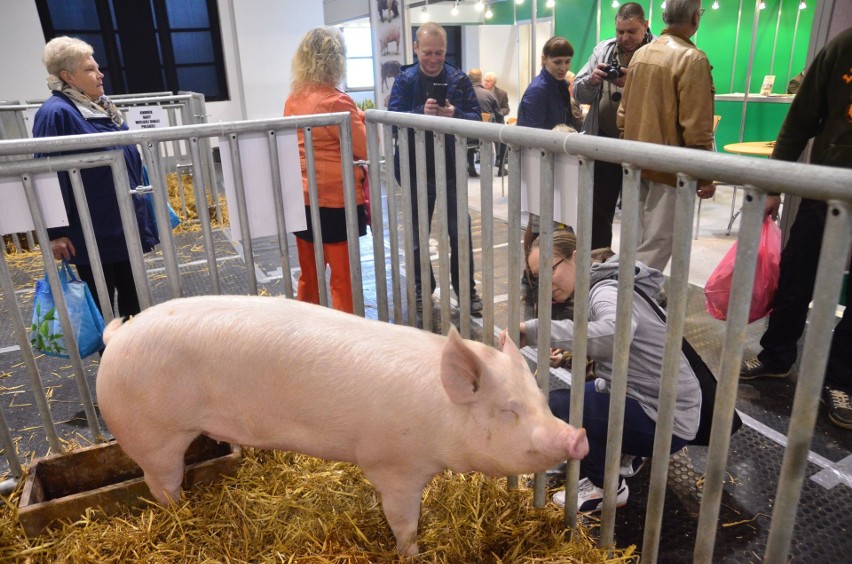 Krajowa Wystawa Zwierząt Hodowlanych: Zwierzaki rządzą na...