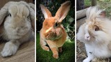 Światowy Dzień Królika 2023. Oto zdjęcia króliczków naszych Czytelników!