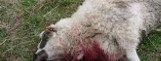 To rysie zabiły 38 owiec w Słopnicach