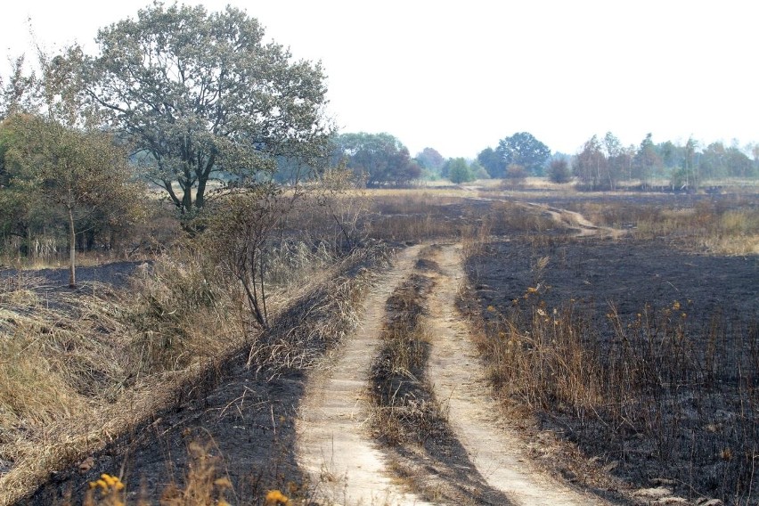 Tak wyglądają pola irygacyjne na północy Wrocławia po wielkim pożarze (ZDJĘCIA)