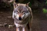 Gmina Dydnia ostrzega mieszkańców przed wilkami. Drapieżniki wielokrotnie widziane były w bliskim sąsiedztwie zabudowań