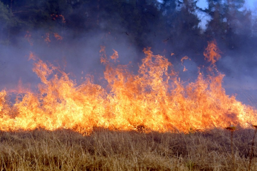 Pożar lasu w Niesułowicach. Spłonęło 25 hektarów [ZDJĘCIA]