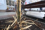 Jest zapis zniszczenia drzewa na Paderewskiego 
