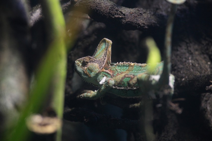 Nowy pawilon w opolskim zoo został odbudowany po pożarze.