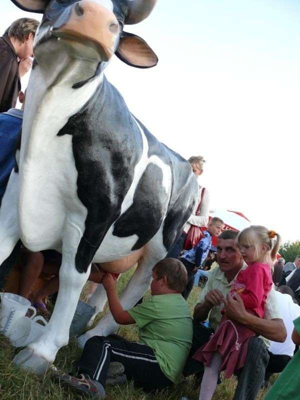 Na dożynkach w Tarnawie można było spróbować dojenia sztucznej krowy.