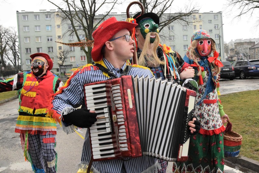 Rano kozy odwiedziły inowrocławski ratusz