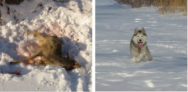 Zdjęcia zagryzionej sarny i psa przesłane przez naszego internautę.
