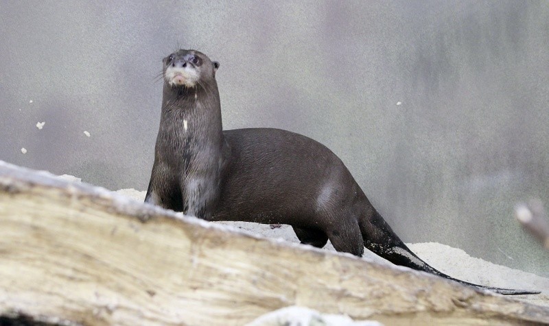 Karmienie wydr i warsztaty ornitologiczne w łódzkim zoo