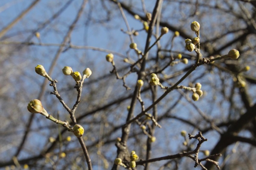 Jaka będzie pogoda w niedzielę 10.03.2019 i w połowie marca...