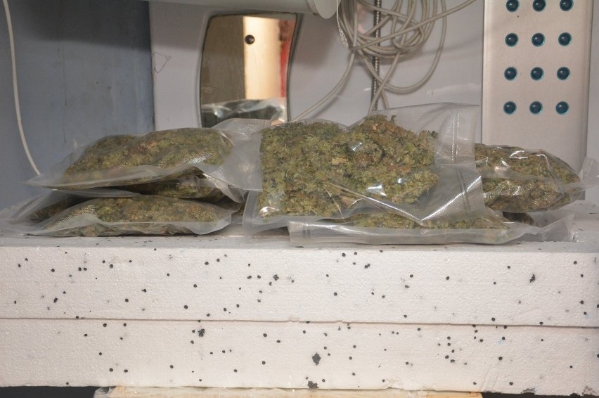 Nielegalna plantacja marihuany w gm. Jasło. Ponad 700 krzewów, 1,6 kg suszu, MDMA i amfetamina u 38-latka. Wpadł w ręce policji