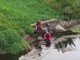 Kraków. Martwe kaczki znalezione w rzece. Interwencja straży pożarnej