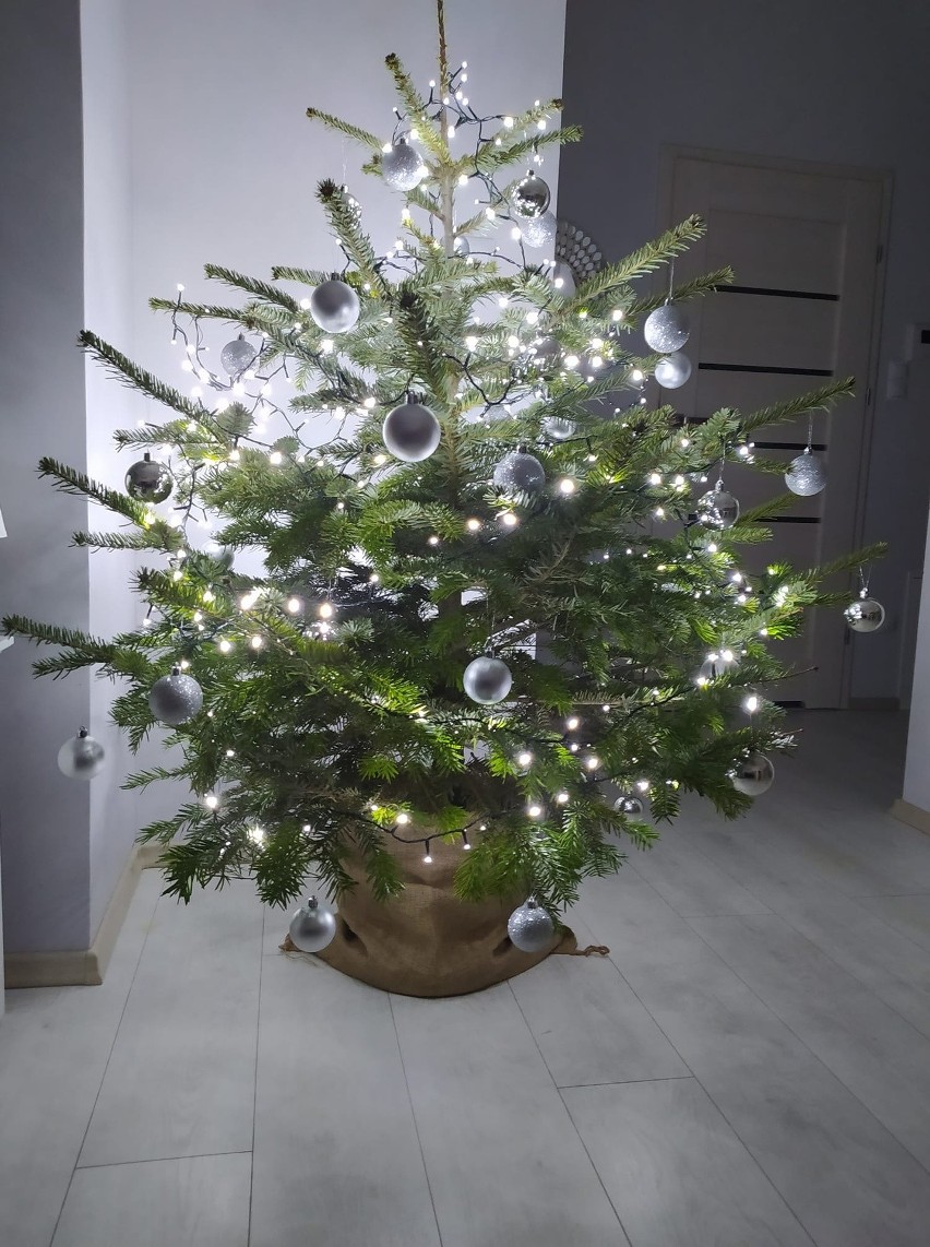 Piękne choinki w domach internautów portalu nowiny24.pl! Takie drzewka otrzymaliśmy od Was! [ZDJĘCIA]