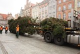 Do Gdańska przywieziono choinkę z Kaszub. Już stoi na Długim Targu. ZOBACZ!